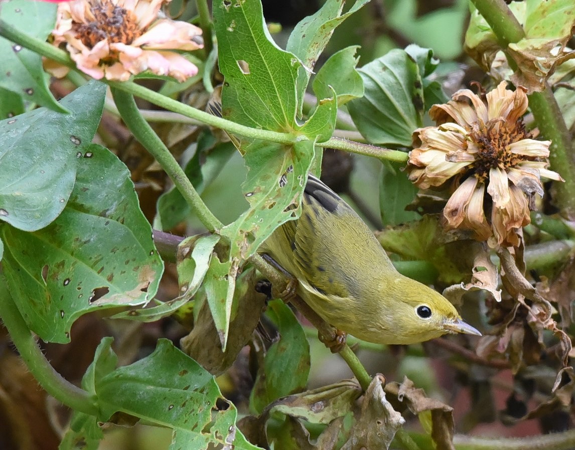 Yellow Warbler - ML116329691