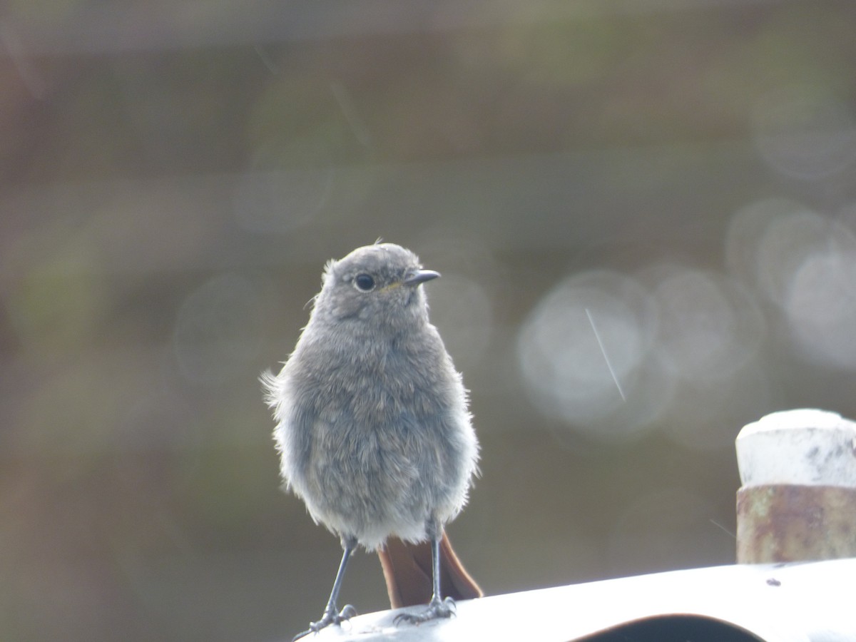 Black Redstart (Western) - ML116329751