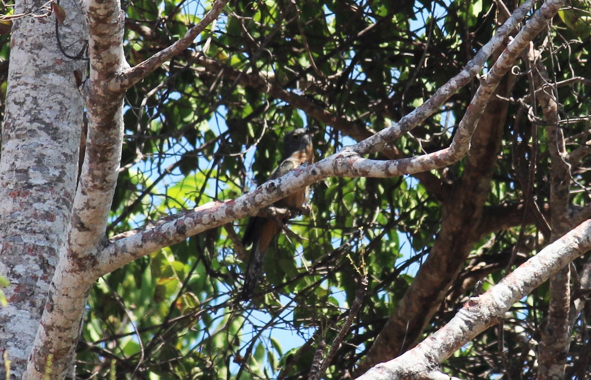 Brush Cuckoo (Sunda) - ML116329971