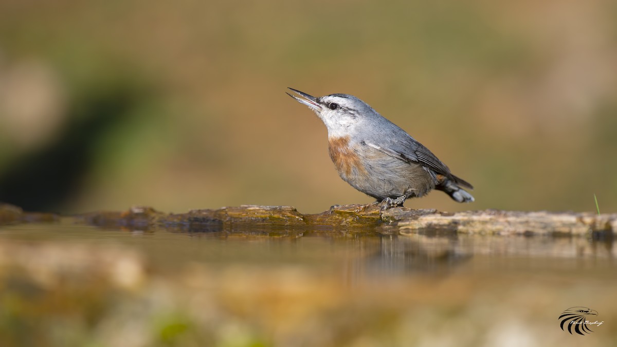 Krüper's Nuthatch - ML116330571