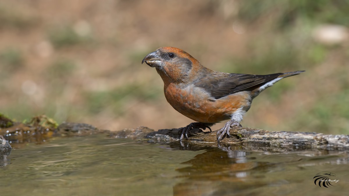 Red Crossbill - Ferit Başbuğ