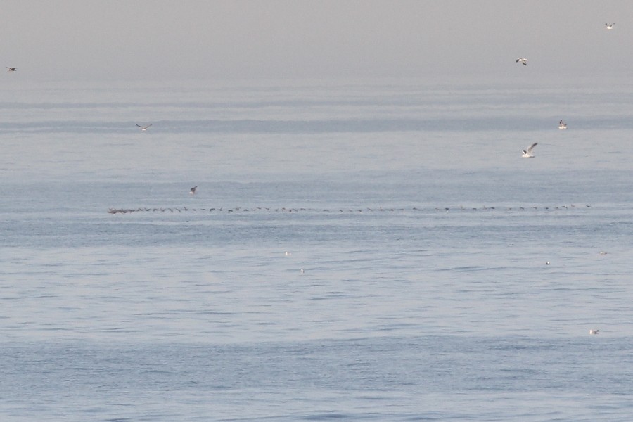 Common Scoter - ML116331241