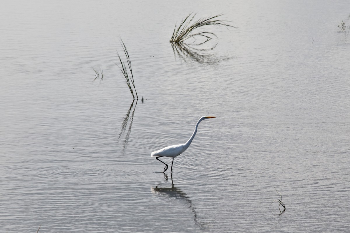 Great Egret - William Keim