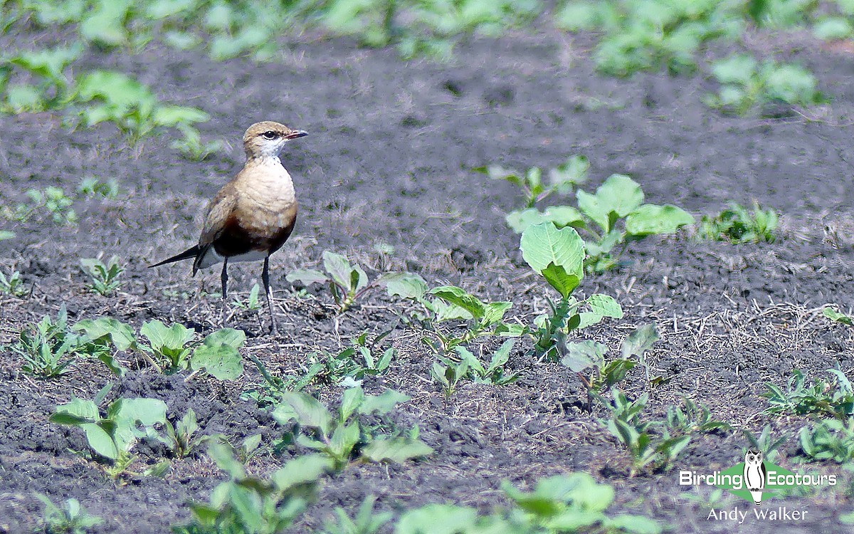 Australian Pratincole - ML116333521