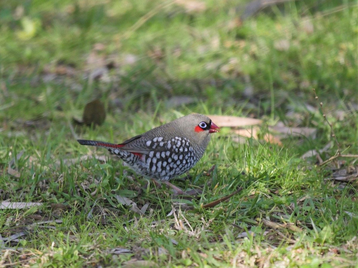 Red-eared Firetail - ML116334171