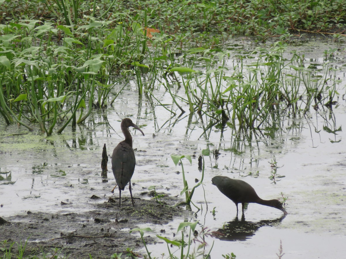 Glossy Ibis - ML116335001