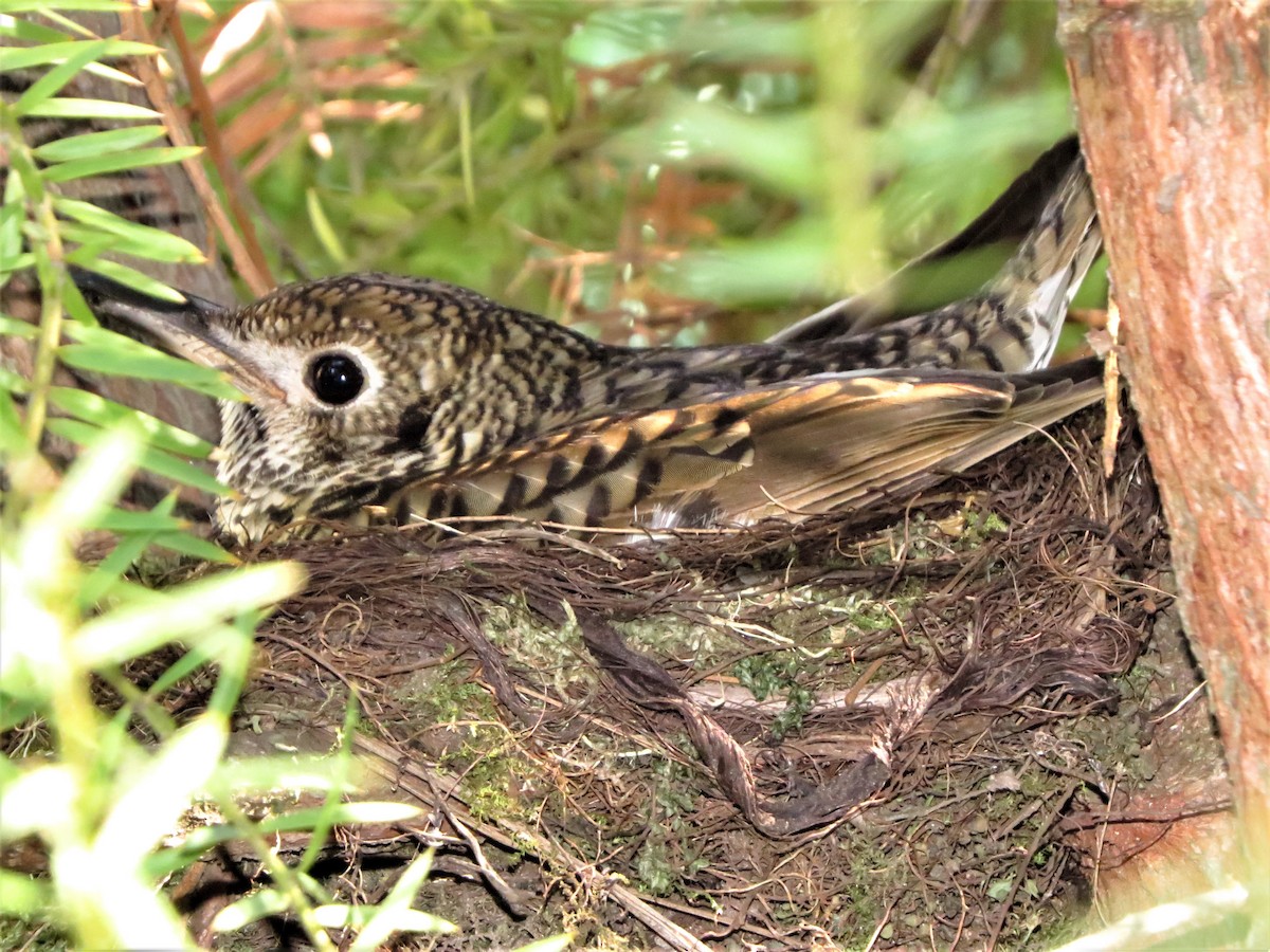 Bassian Thrush - ML116335141