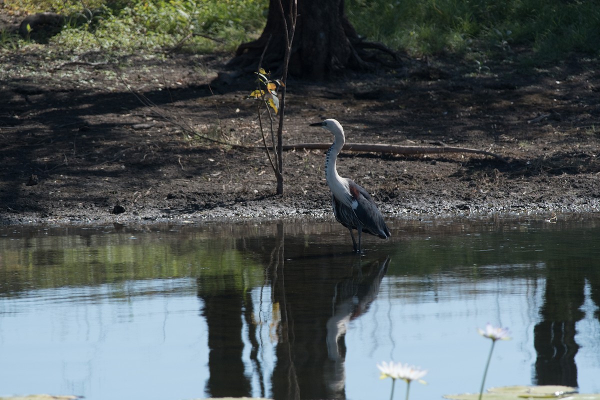 Pacific Heron - ML116335921