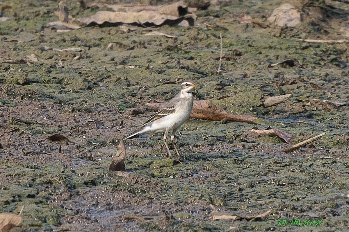 Eastern Yellow Wagtail - Pary  Sivaraman