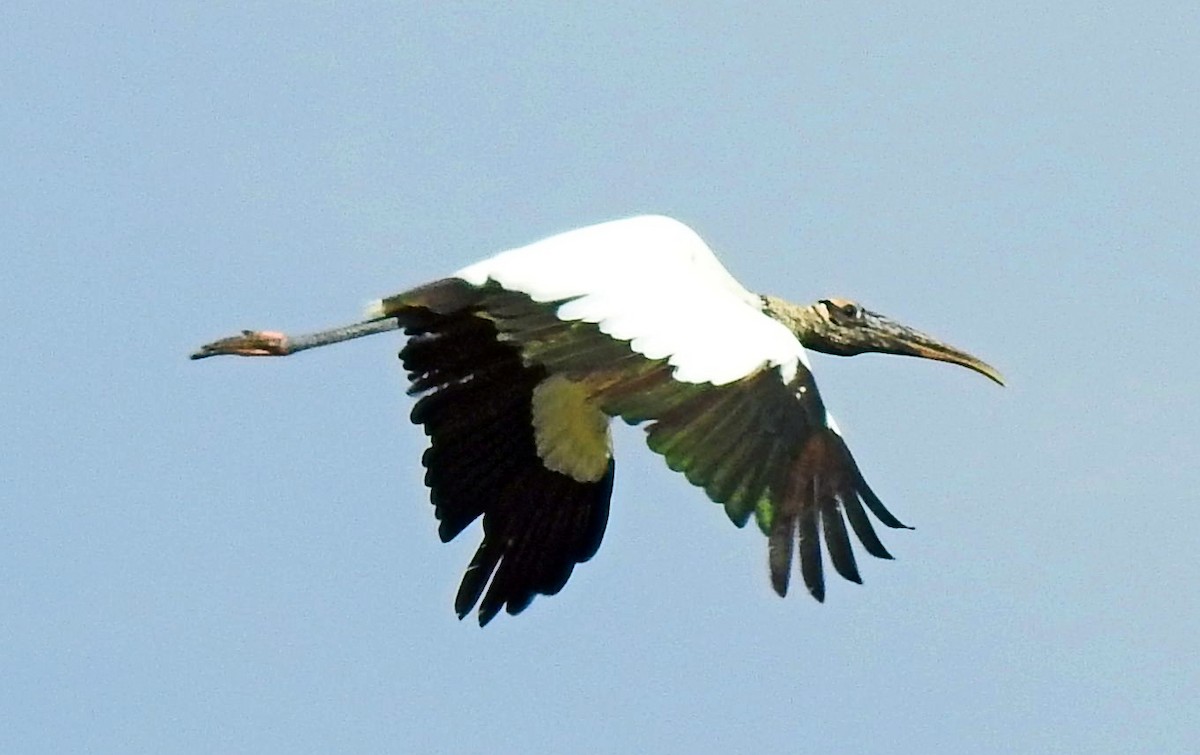 Wood Stork - Greg Cross