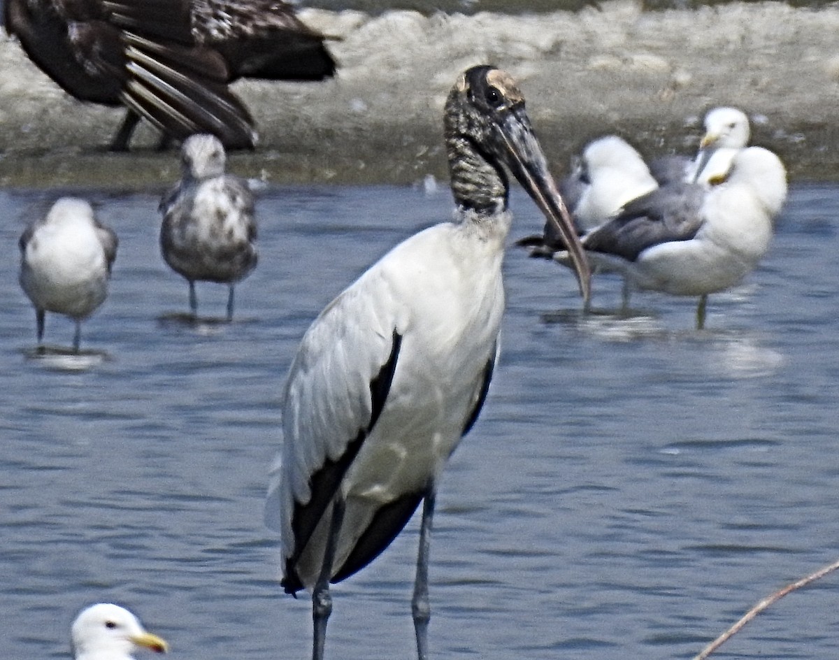 Wood Stork - Greg Cross