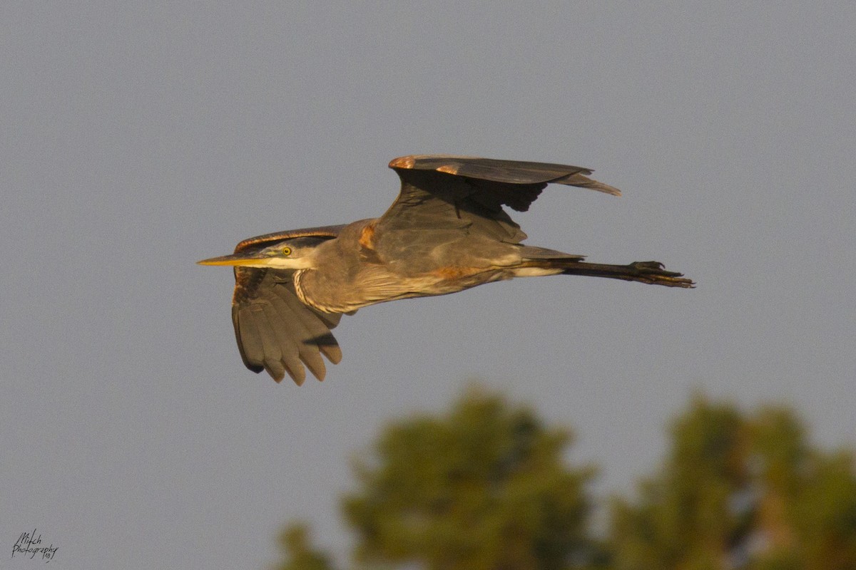 Great Blue Heron - ML116338031