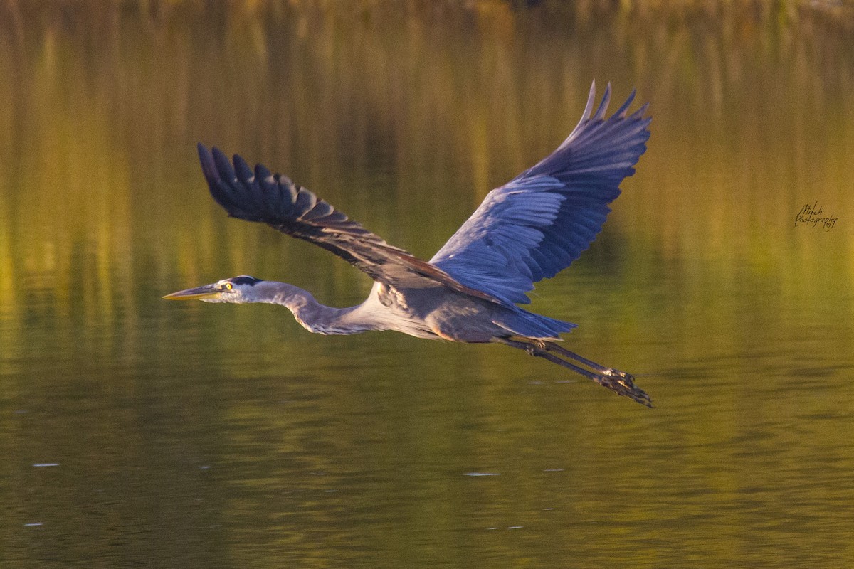 Great Blue Heron - ML116338051