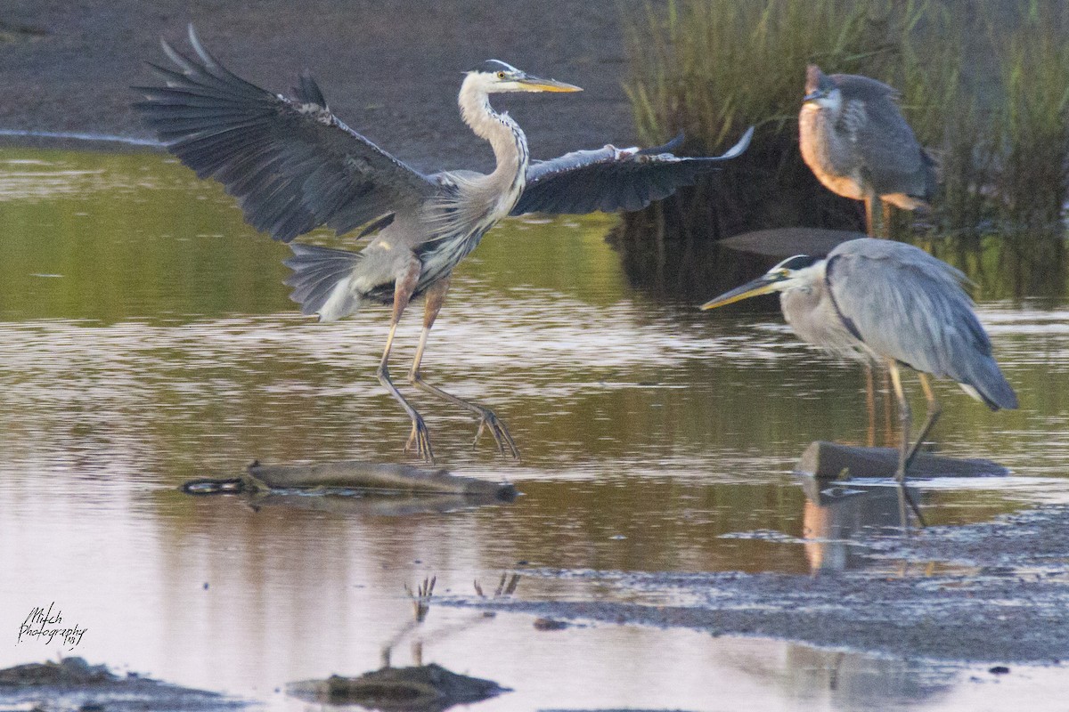 Great Blue Heron - Mitch (Michel) Doucet