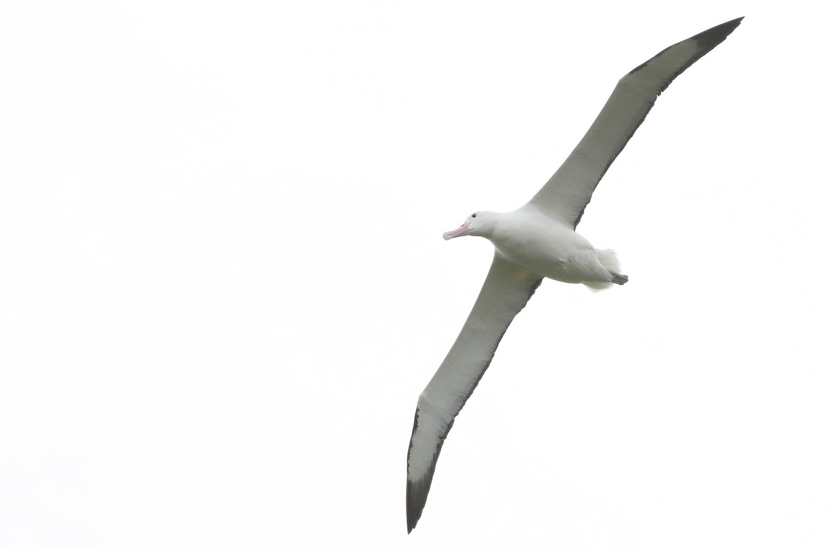 Southern Royal Albatross - Jeremiah Trimble