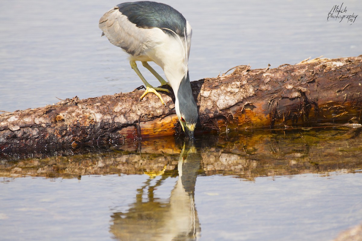 Black-crowned Night Heron - ML116339821