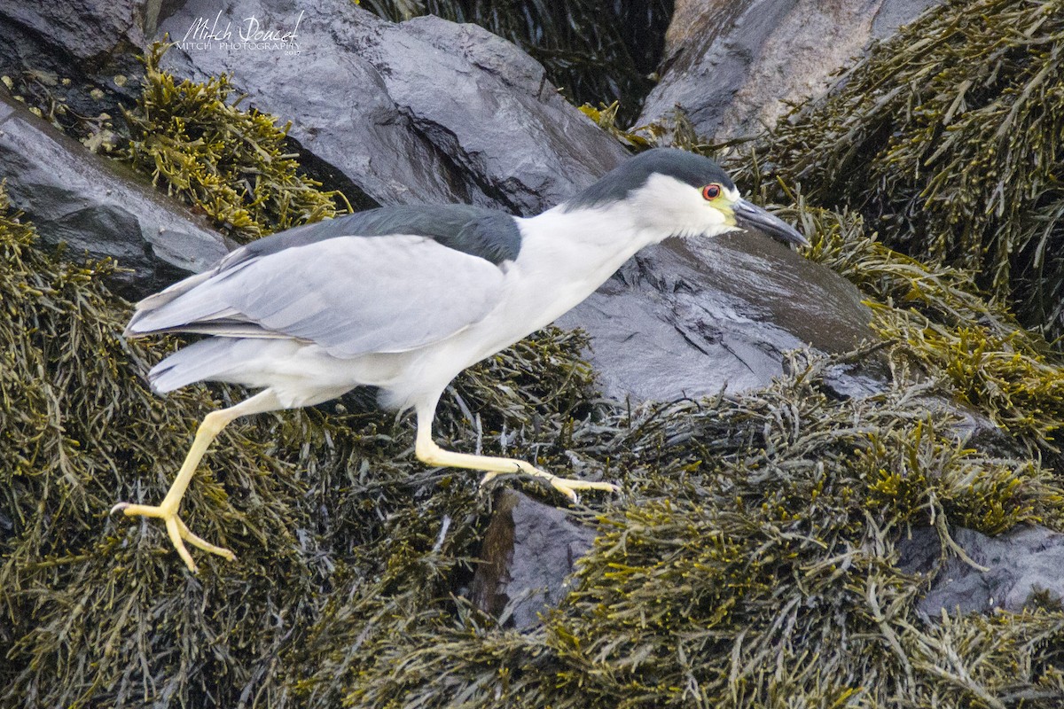 Black-crowned Night Heron - Mitch (Michel) Doucet