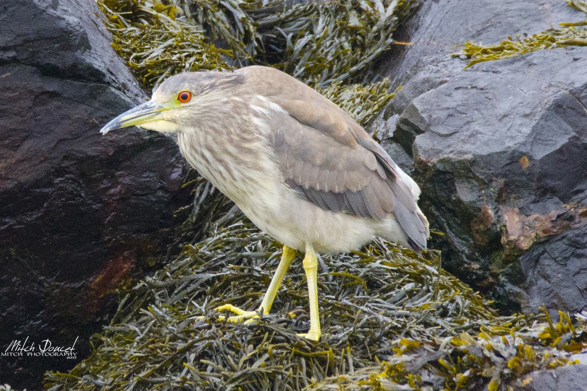 Black-crowned Night Heron - Mitch (Michel) Doucet