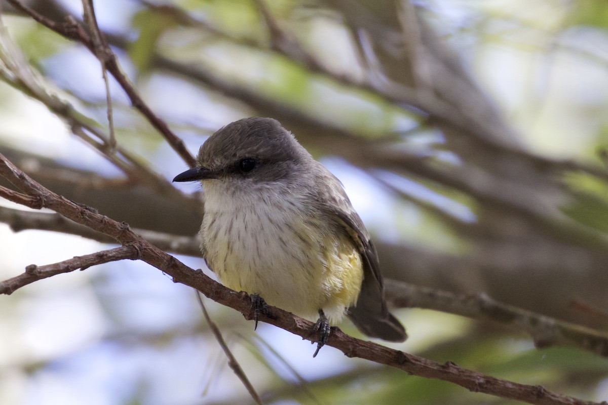 Vermilion Flycatcher - Nicole Desnoyers