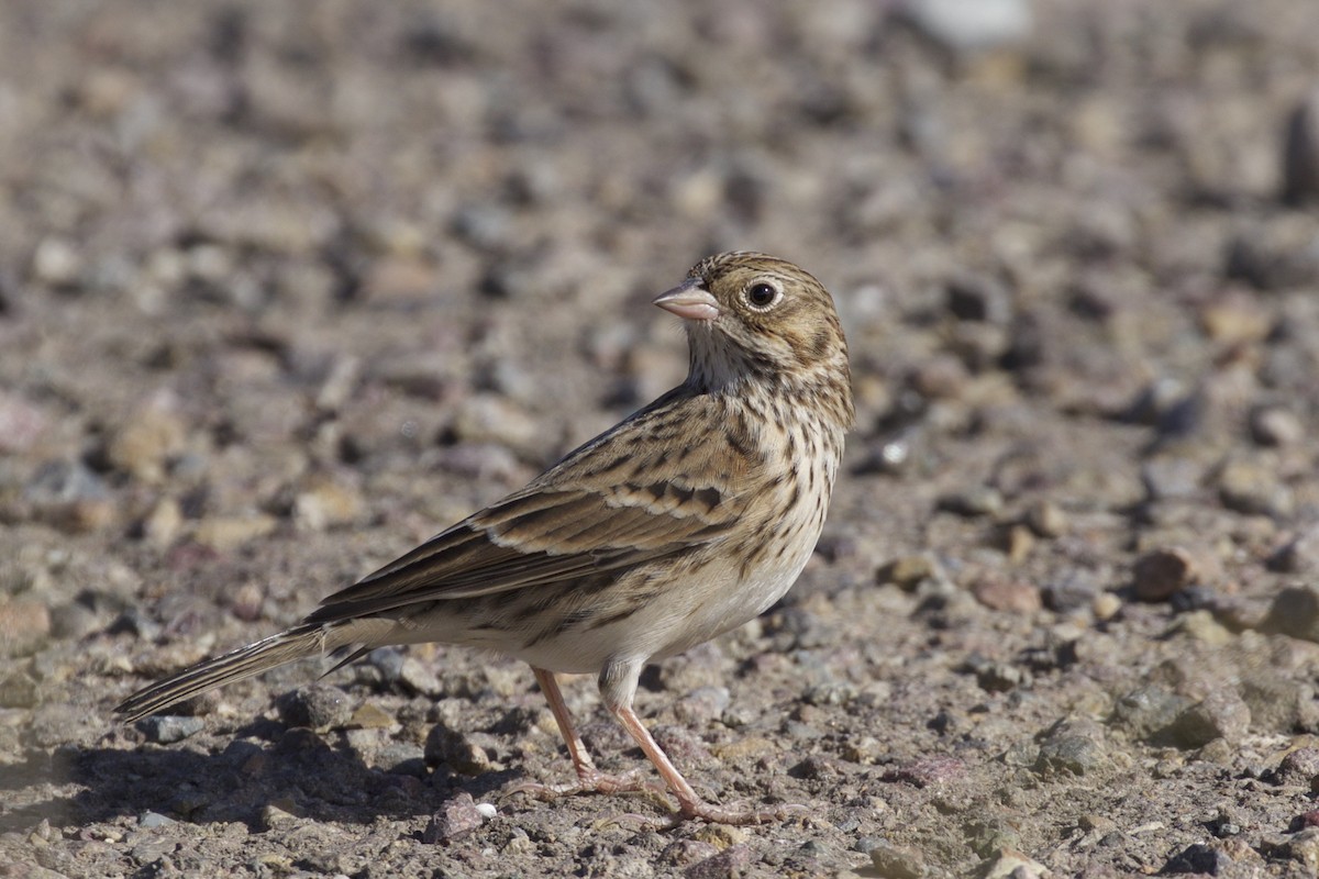 Vesper Sparrow - ML116340941