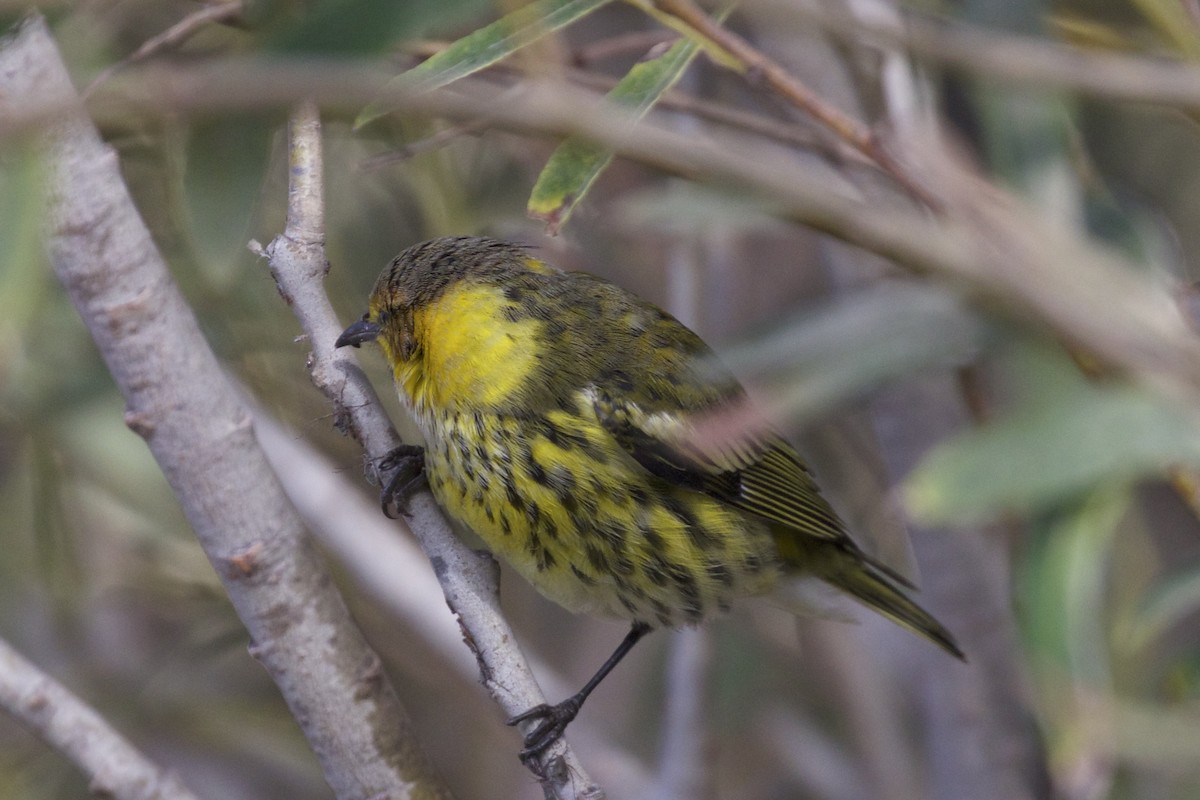 Cape May Warbler - Nicole Desnoyers