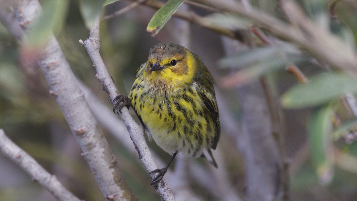 Cape May Warbler - Nicole Desnoyers