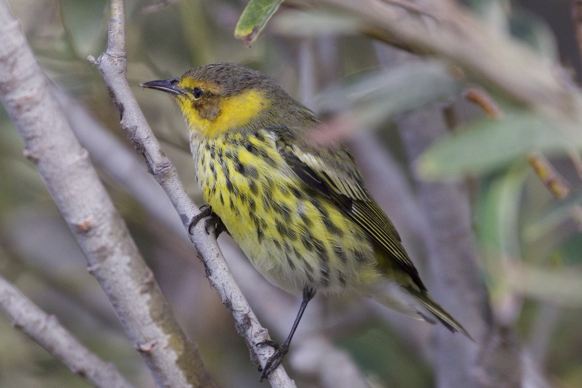 Cape May Warbler - Nicole Desnoyers