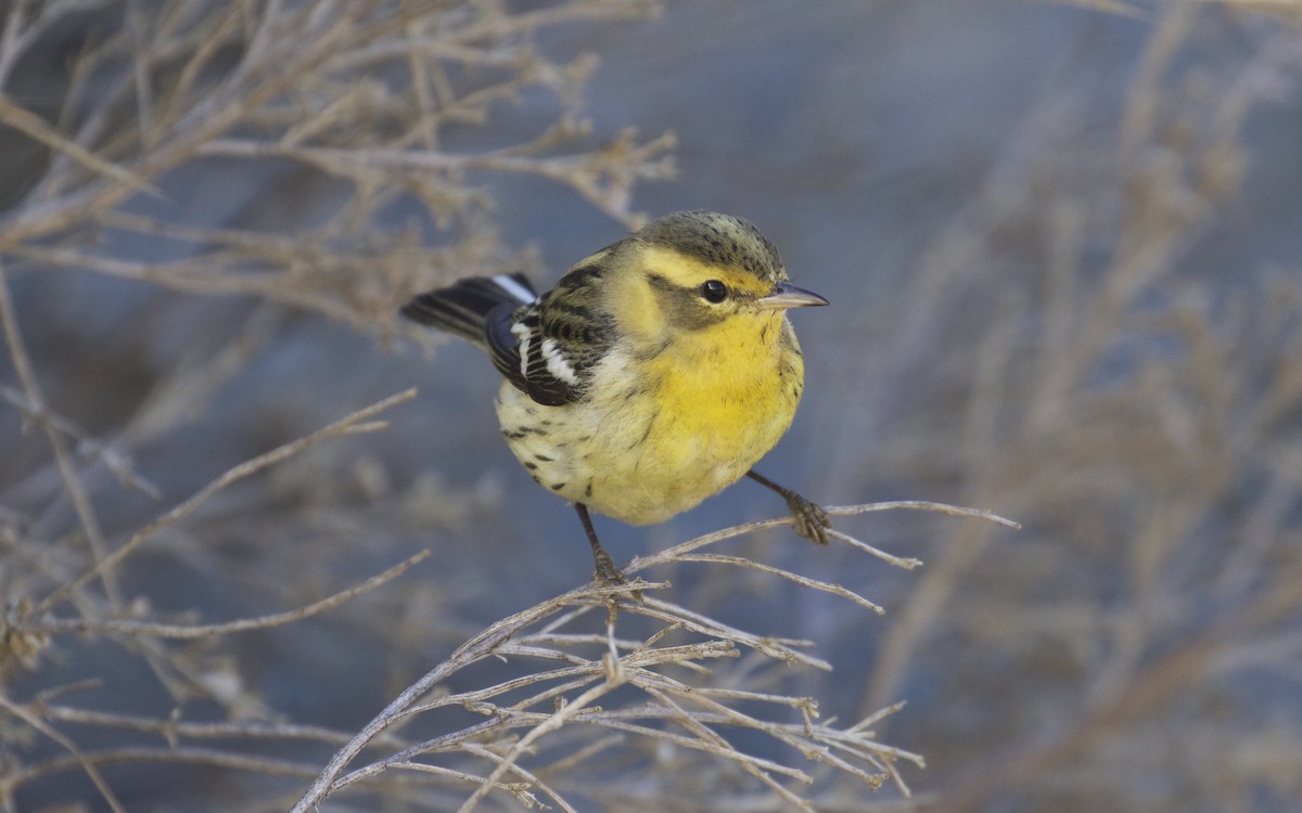 Blackburnian Warbler - ML116341111