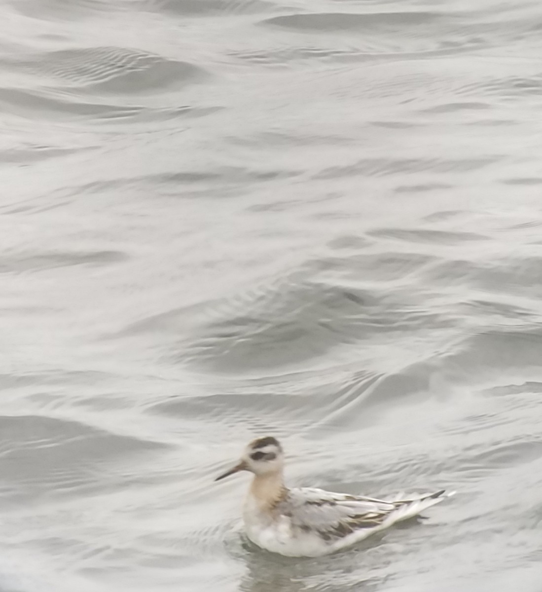 Red Phalarope - ML116341181