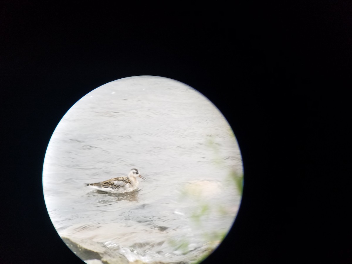 Red Phalarope - ML116341221