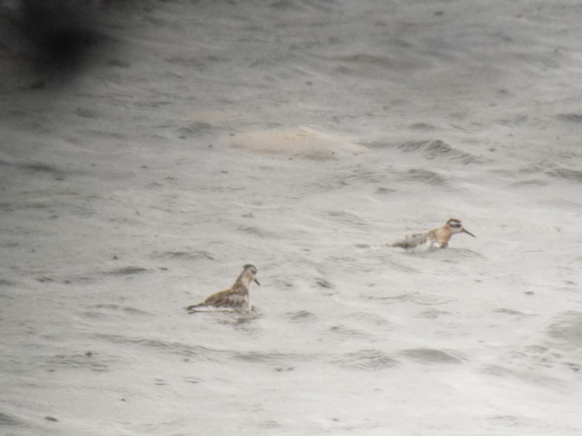 Red Phalarope - ML116341291