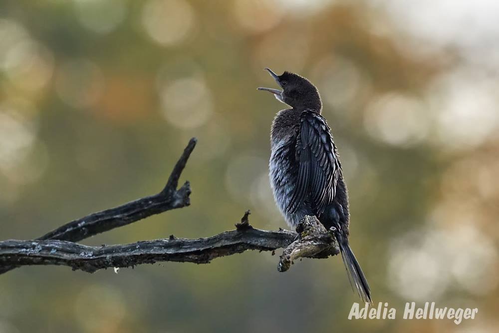 Pygmy Cormorant - ML116342351