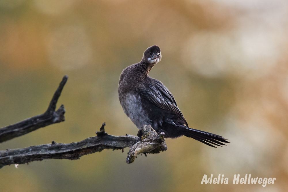 Pygmy Cormorant - ML116342361