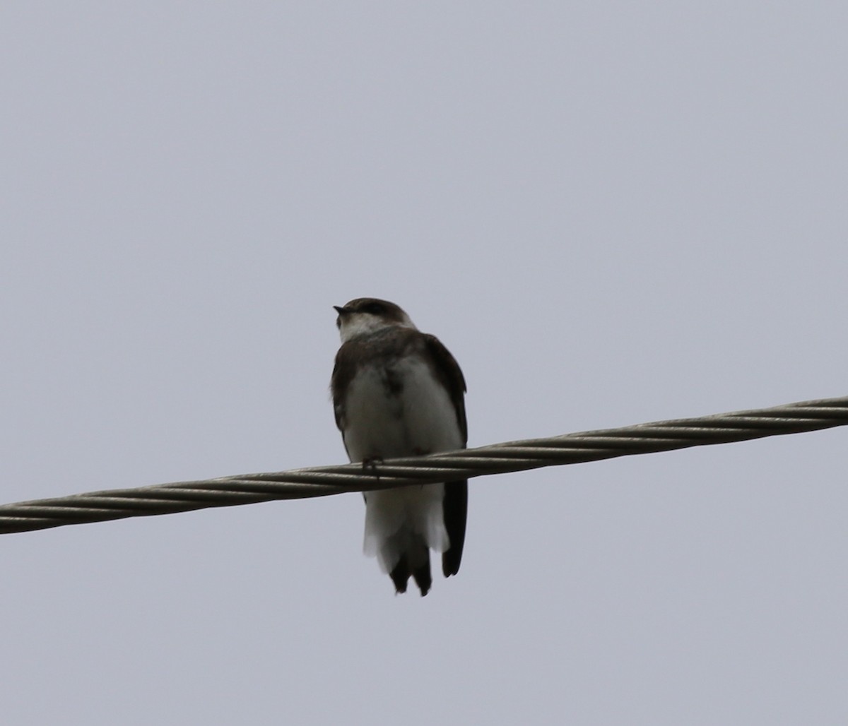 Bank Swallow - ML116344921