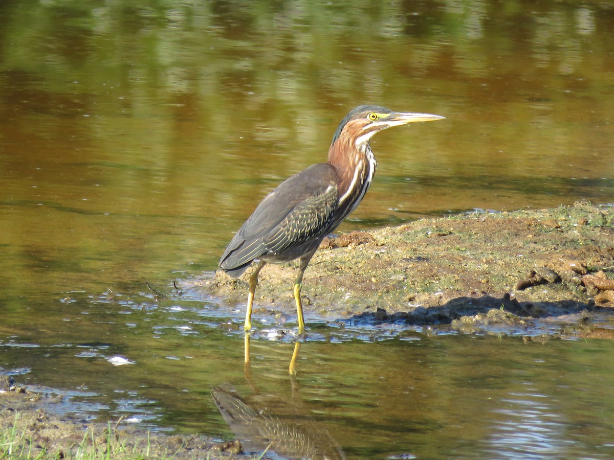 Green Heron - ML116345001