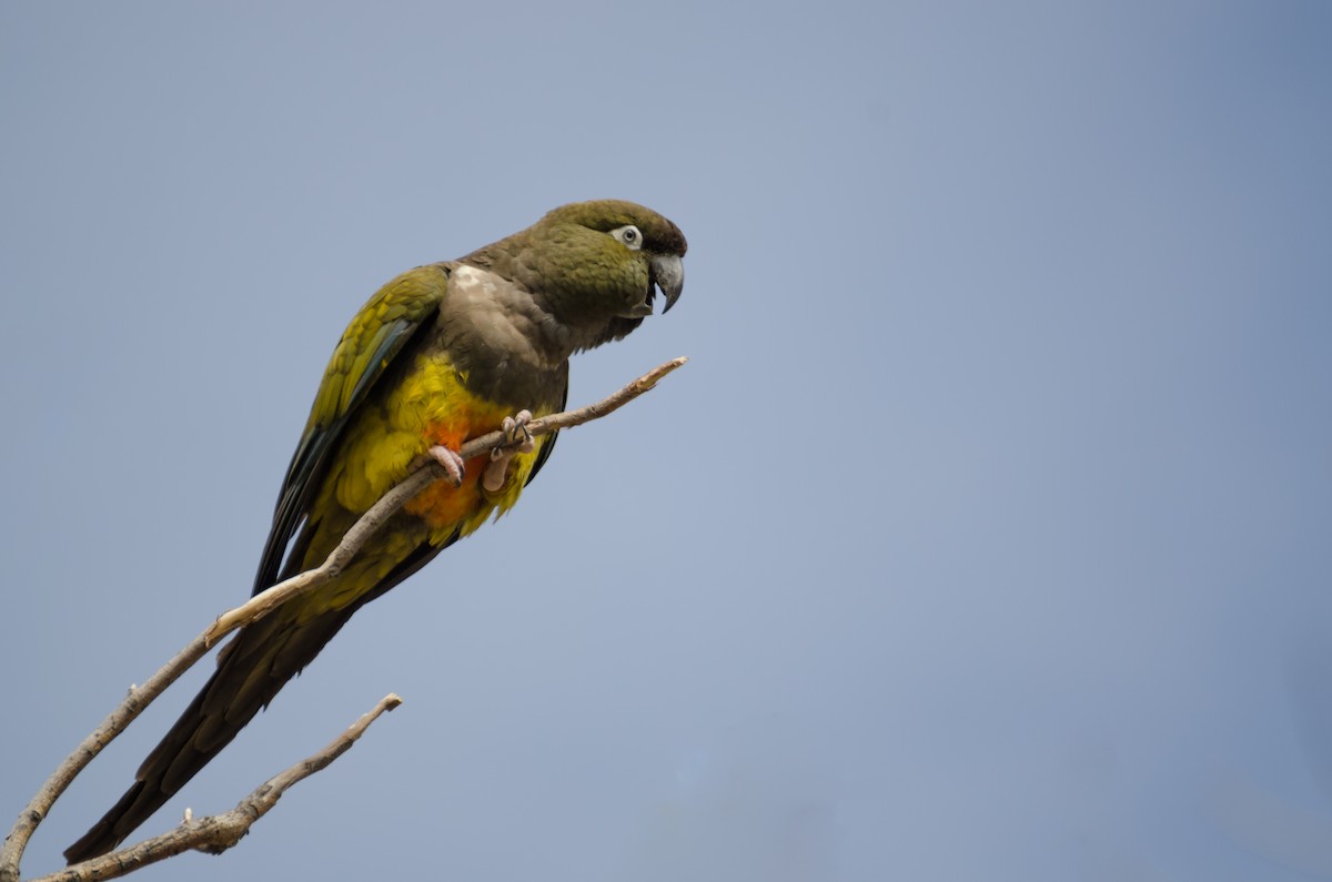 Burrowing Parakeet - ML116345221