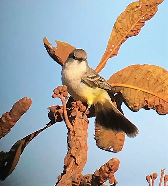 Chapada Flycatcher - ML116345361