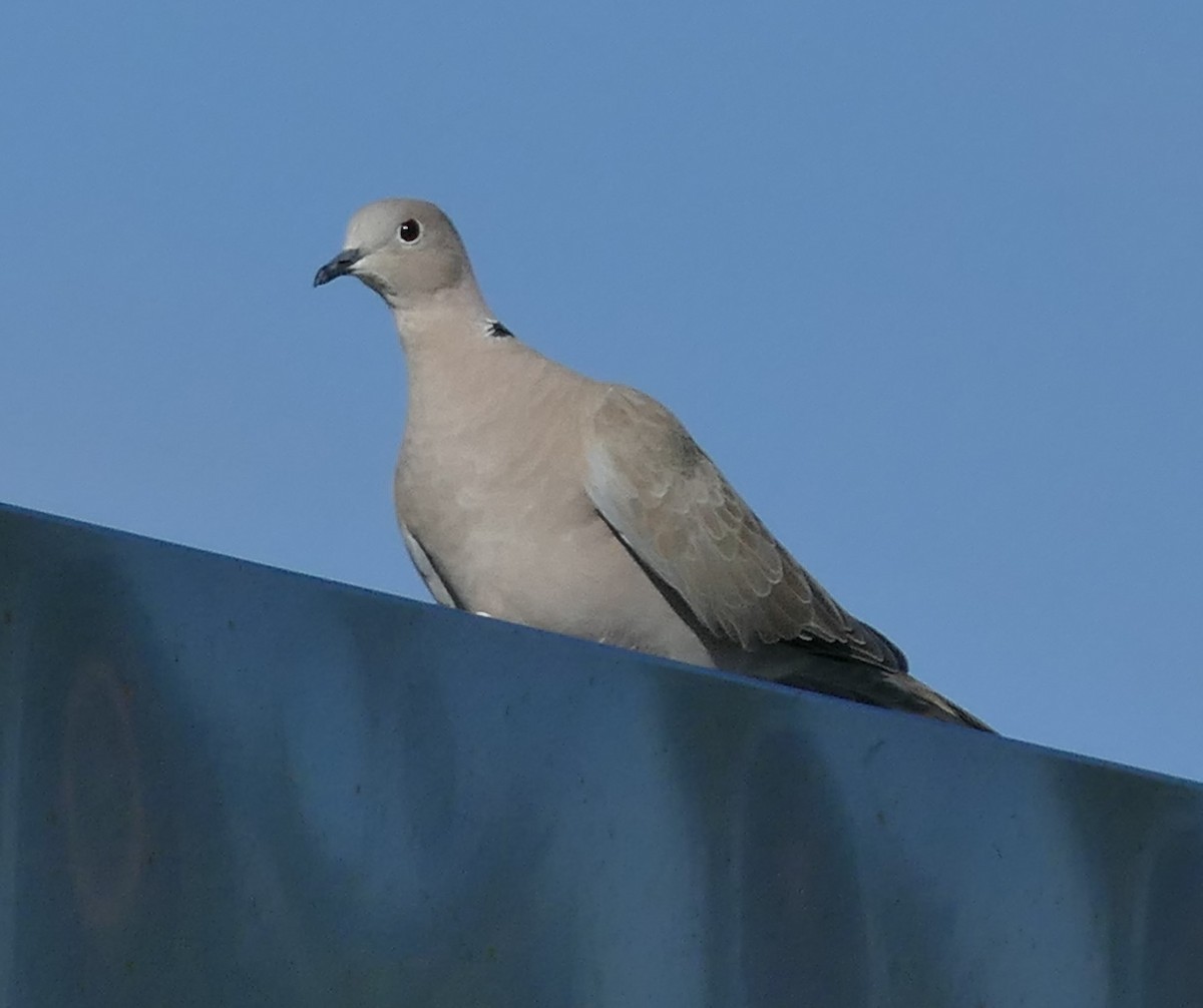 Eurasian Collared-Dove - ML116345761