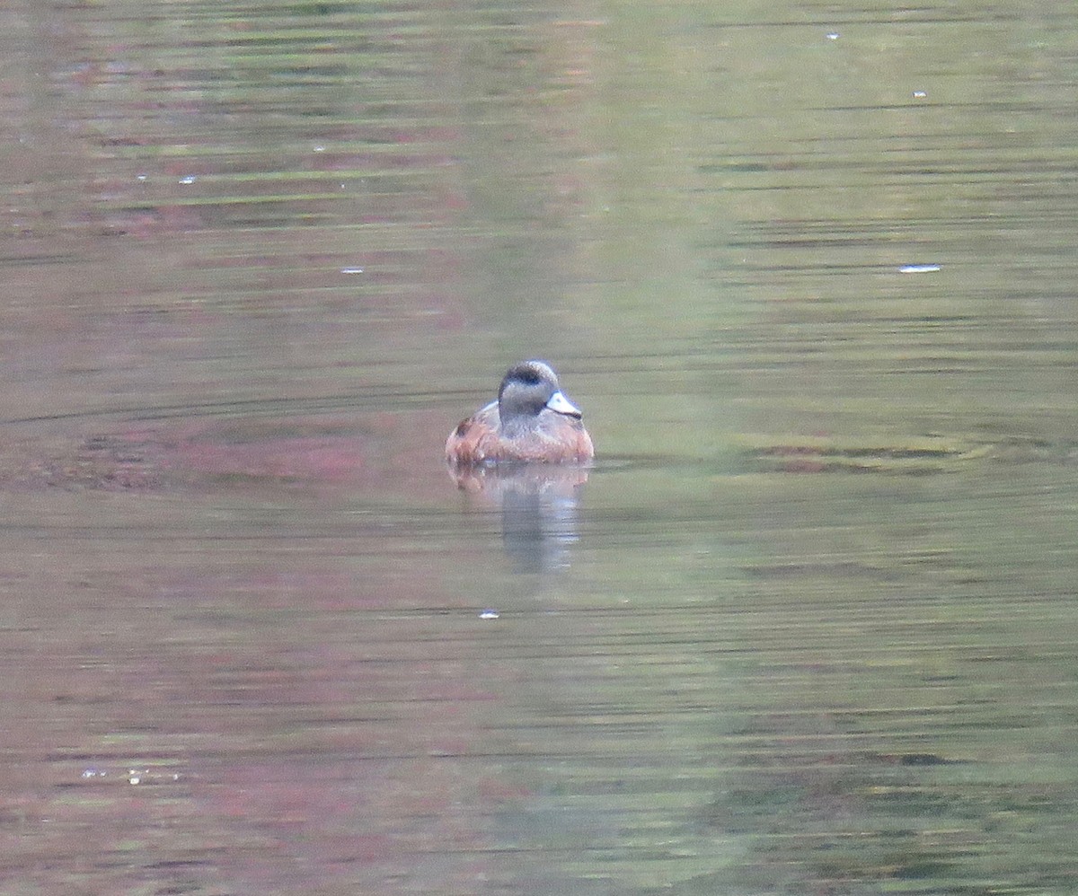 American Wigeon - Ann Tanner