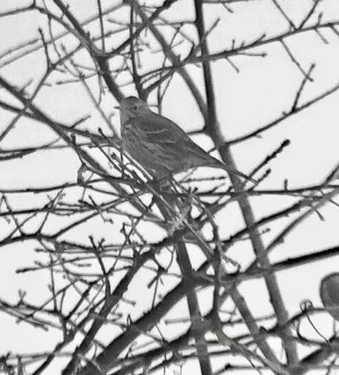 American Pipit - ML116348121