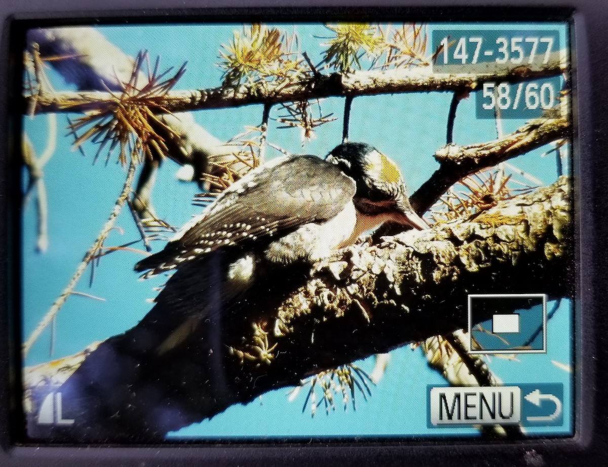 American Three-toed Woodpecker - ML116350631