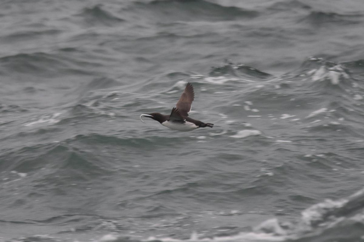 Common Murre - Michael Schall