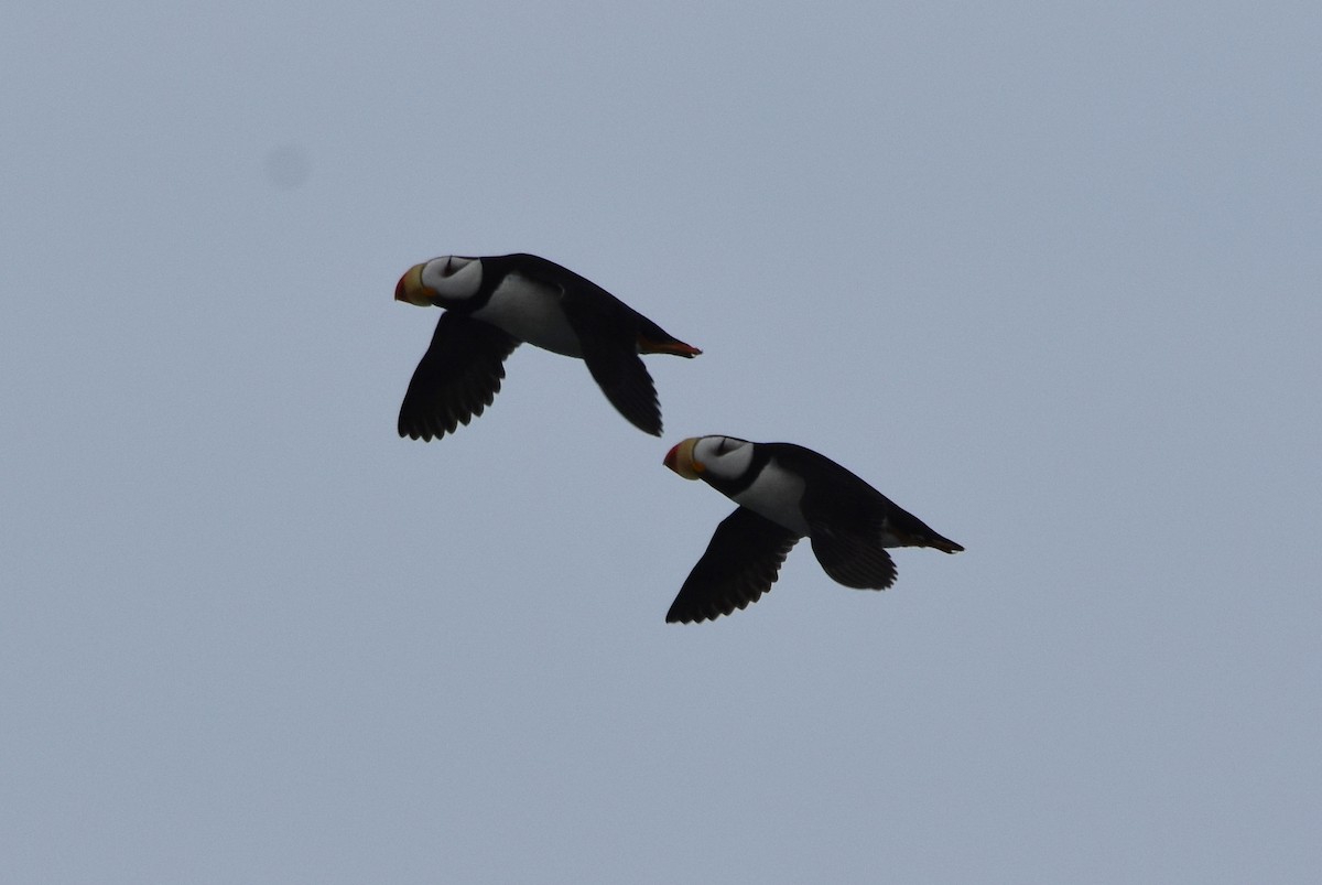 Horned Puffin - ML116351081