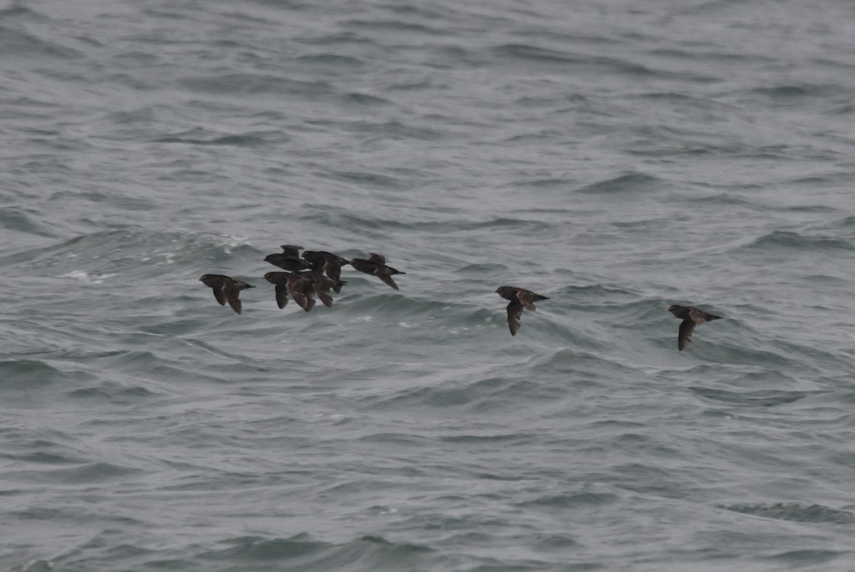 Crested Auklet - Michael Schall