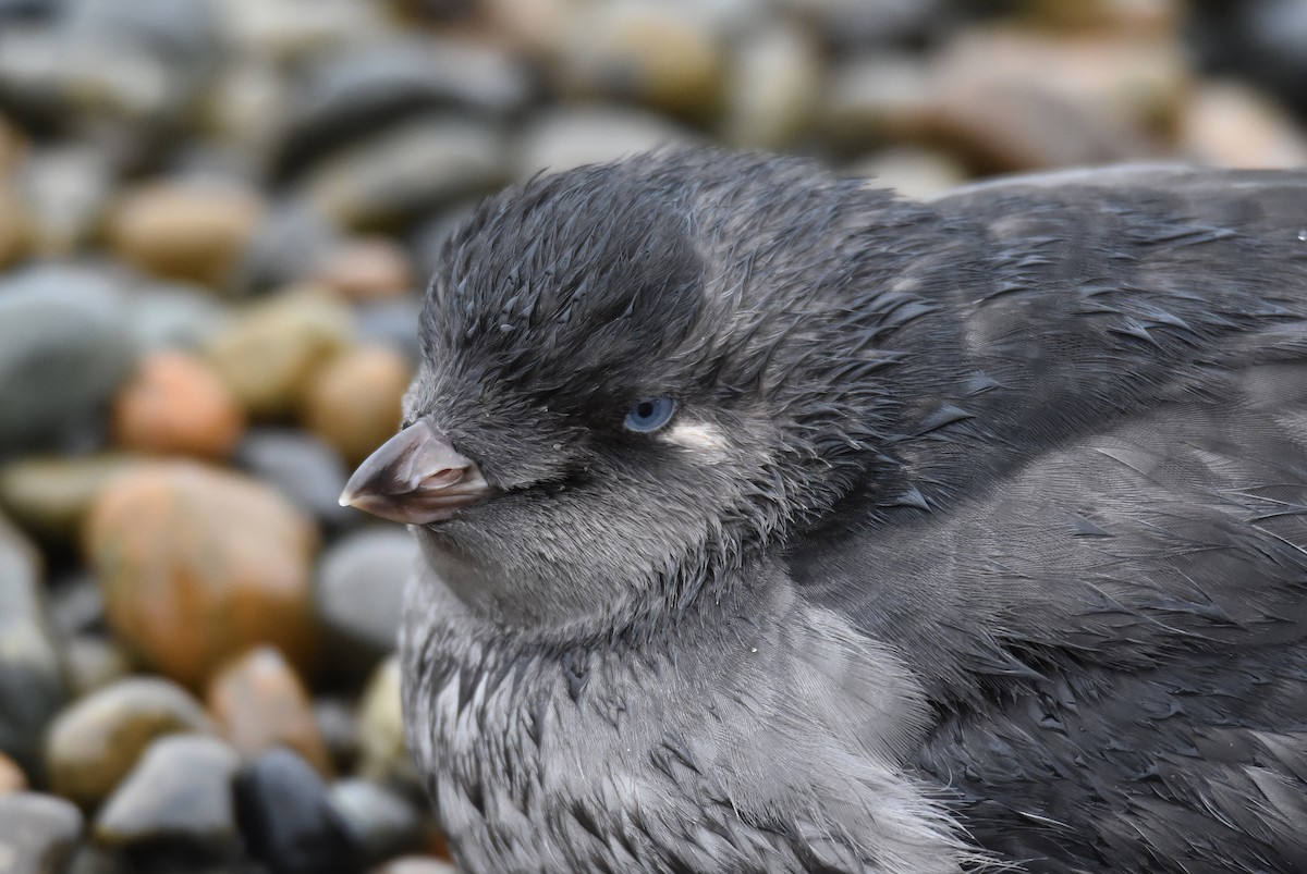 Crested Auklet - Michael Schall