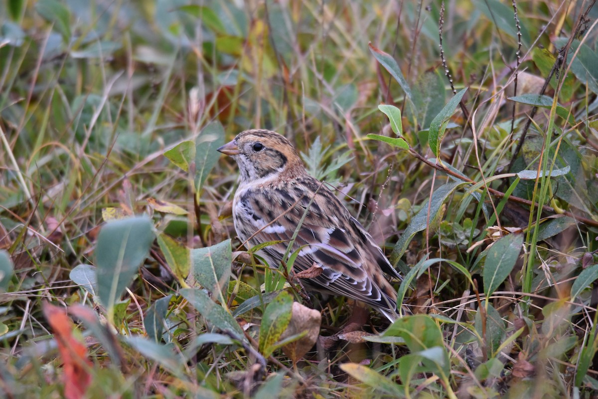 Lapland Longspur - Michael Schall