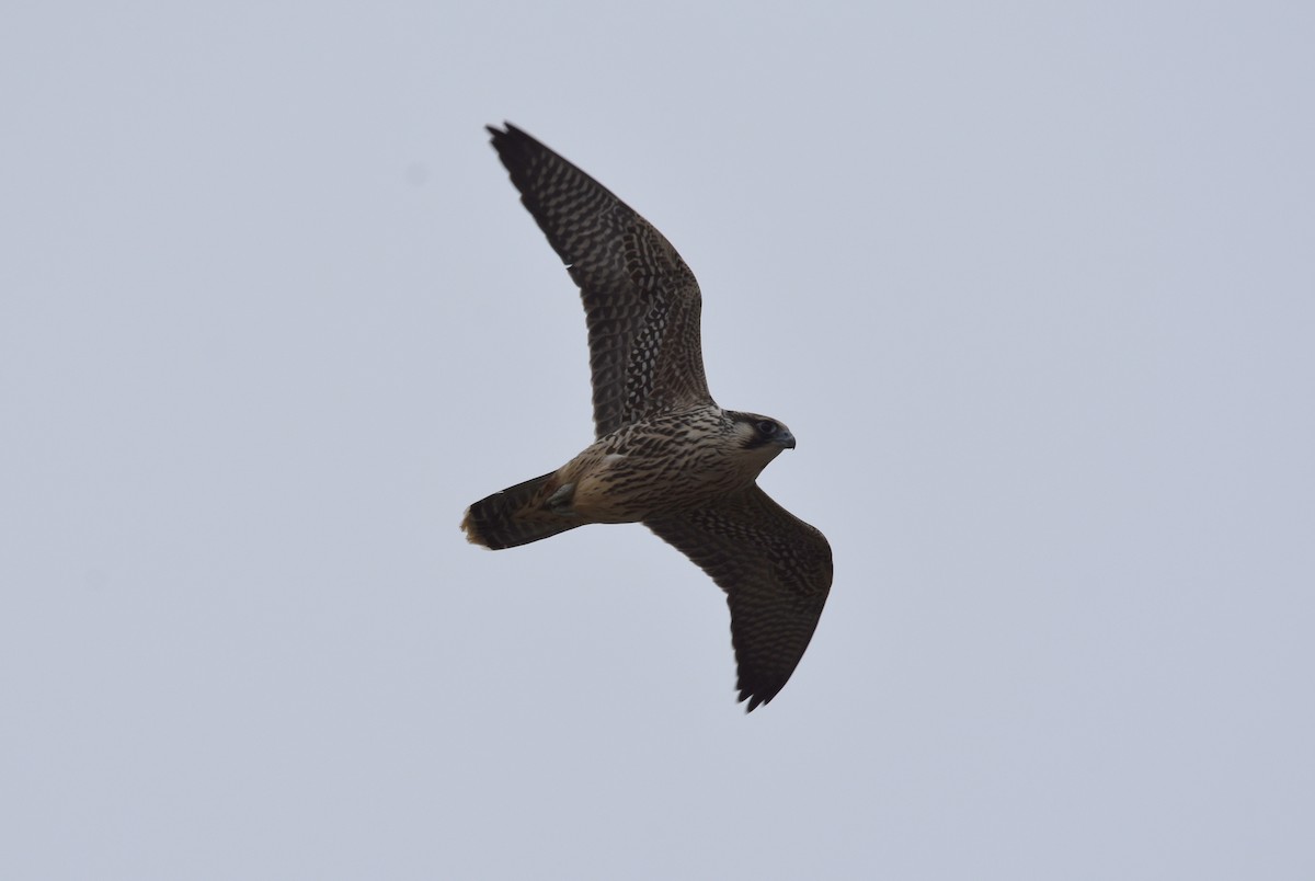 Peregrine Falcon - ML116351541