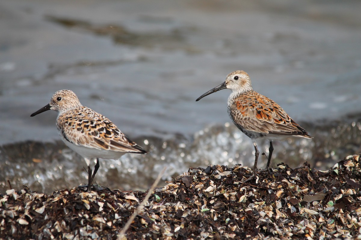 Sanderling - ML116351581