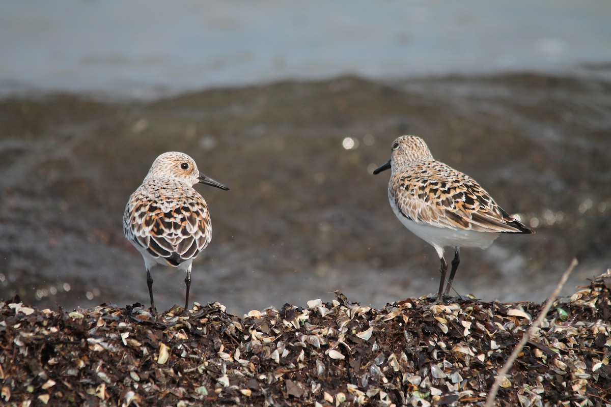 Sanderling - ML116351891