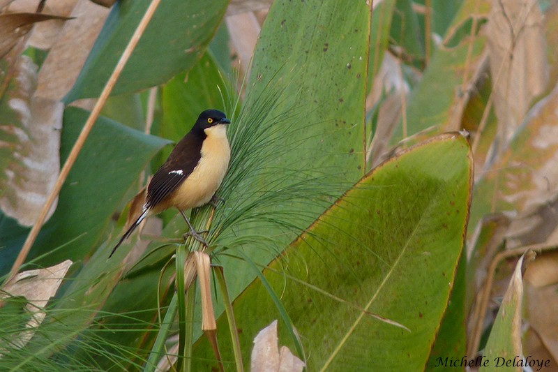 Black-capped Donacobius - ML116352221